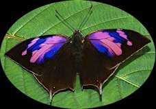 Vilacamba ButterflyのJPG