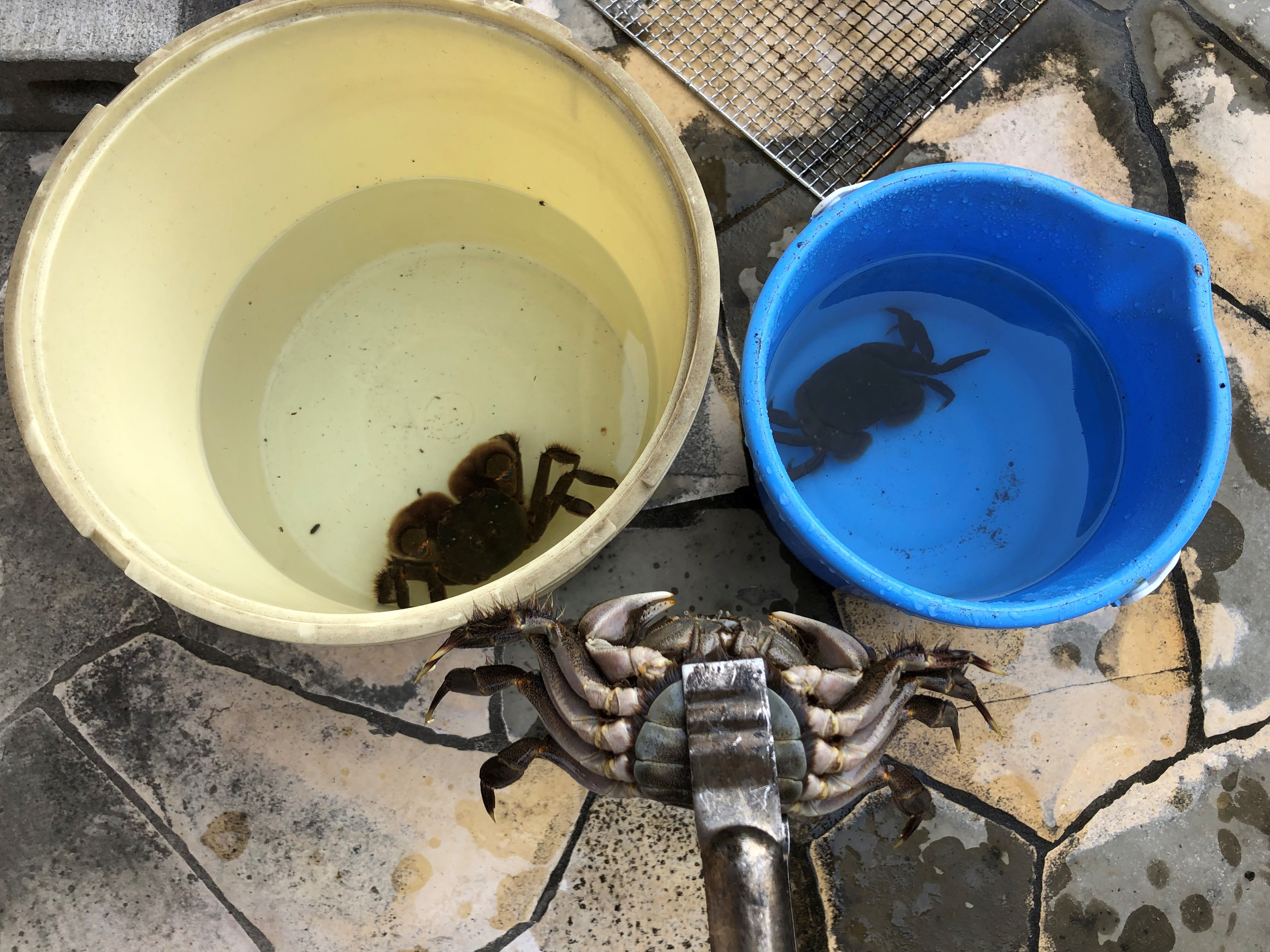 モクズガニの泥抜き方法 注意点 経過日数と水の汚れの報告 隠者ガリオの自然日記
