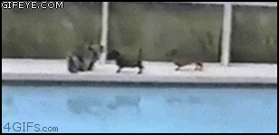 animals being jerk funny