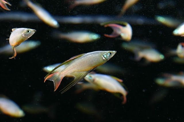カラフルなのに人気がない レインボーフィッシュのなぞ 熱帯魚 アクアリウム情報マガジン