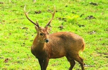 koleksi gambar hewan rusa hitam putih gratis terbaru gambar hewan