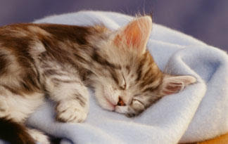 2: Feline Panleukopenia (Feline Distemper) | Animal Planet