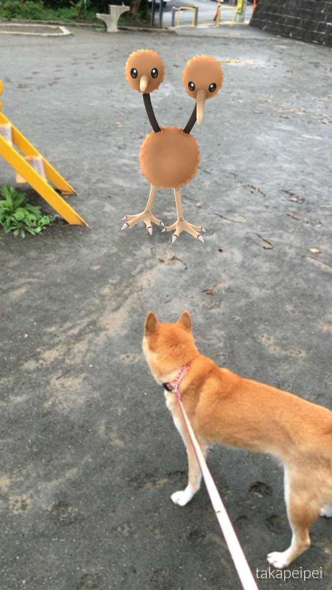 うちの犬絶対にドードー見えてるだろ ポケモンgo 話題の画像がわかるサイト