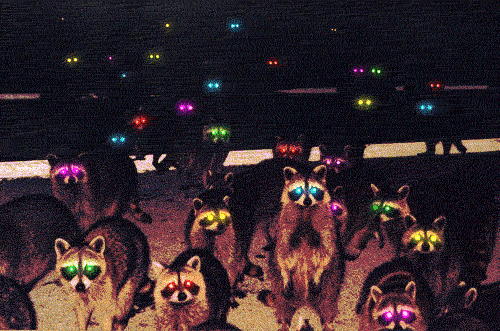 Raccoons :)