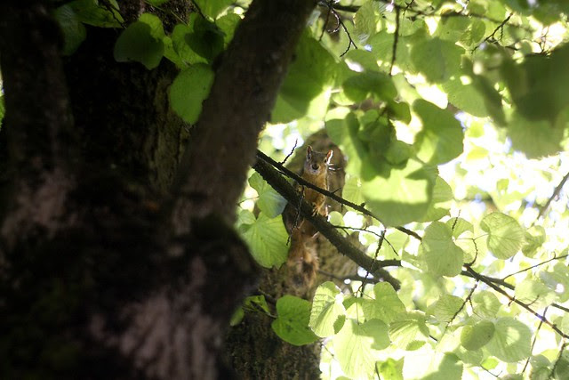 squirrel, august 2010