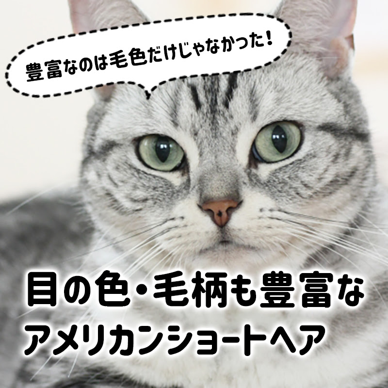 豊富なのは毛色だけじゃなかった 目の色 毛柄も豊富なアメリカンショートヘア