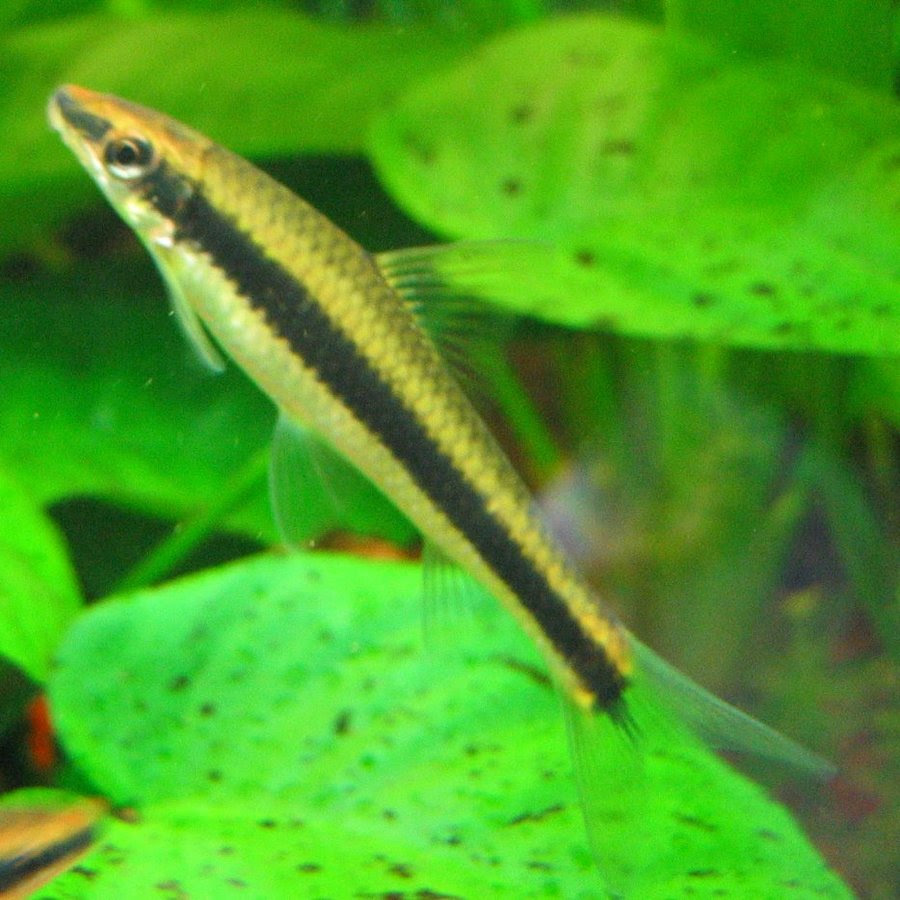 Siamese Algae Eater Crossocheilus Siamensis Fish Profile Care