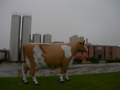Golden Guernsey Dairy