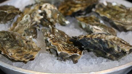 Oysters