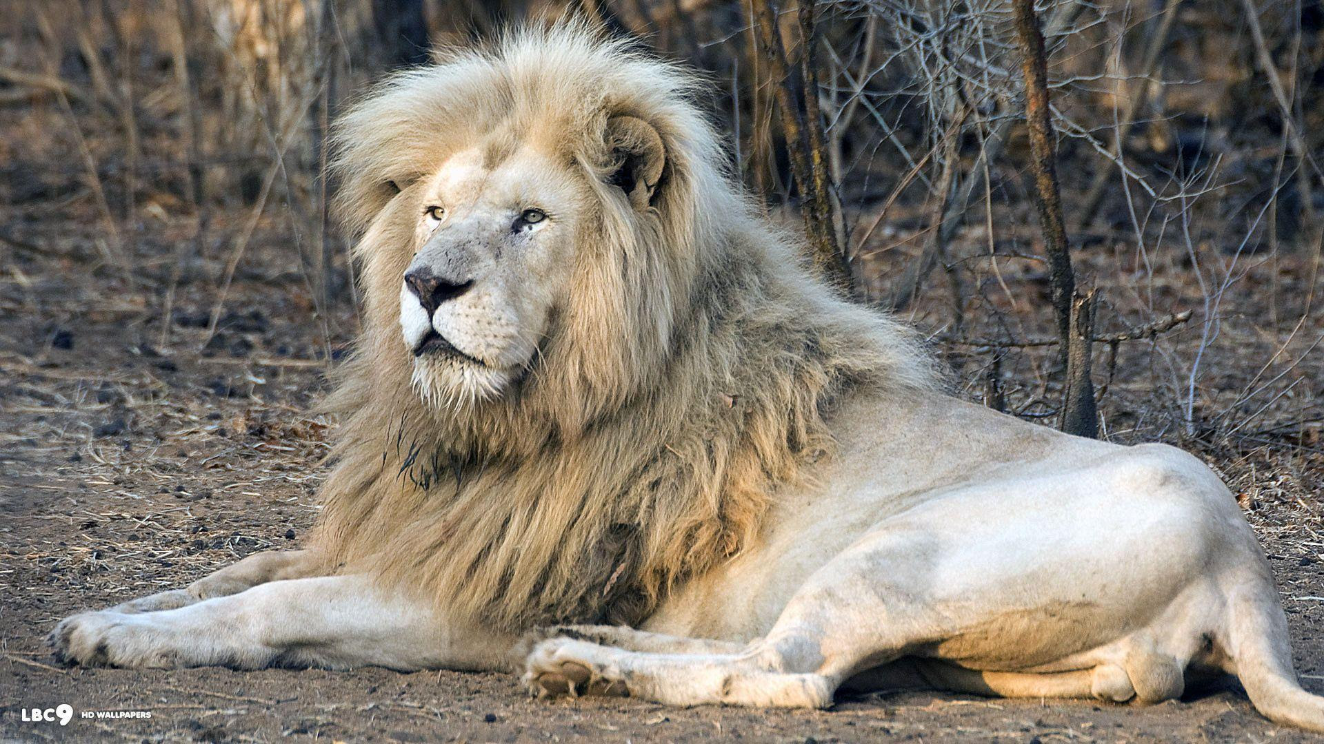 Wallpapers White Lion Wallpaper Cave Wallpapers White Lion Wallpaper Cave