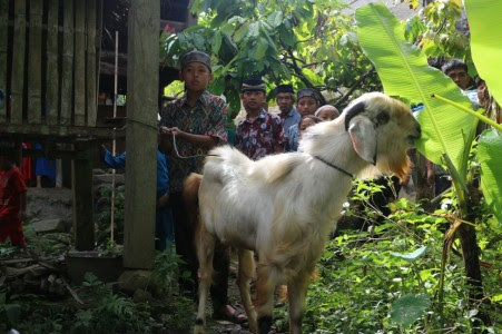 SELAMA 33 TAHUN, KURBAN DI DUSUN INI BARU SEKALI DILAKUKAN 