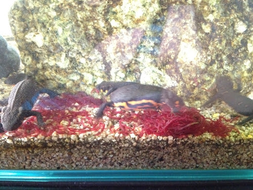 アカハライモリ ドジョウほか 今日の冷凍赤虫エサやり映像 たわいもない暇人のブログ