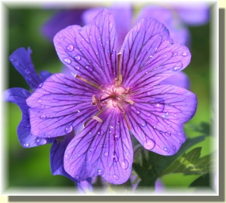 Purple malva