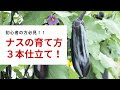 [ベスト] ナス 一本仕立て 101937-ナス 一本仕立て