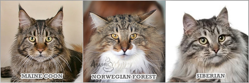 About the Norwegian Forest Cats - Arashi Norwegian Forest ...
