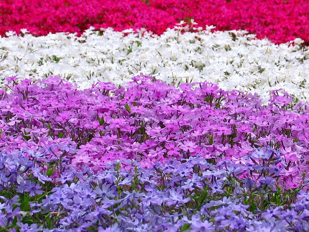 芝桜 シバザクラ 壁紙写真 四季の彩り壁紙写真集
