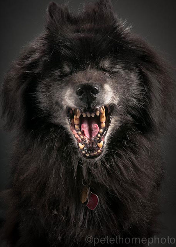 old-dog-portrait-photography-old-faithful-pete-thorne-17
