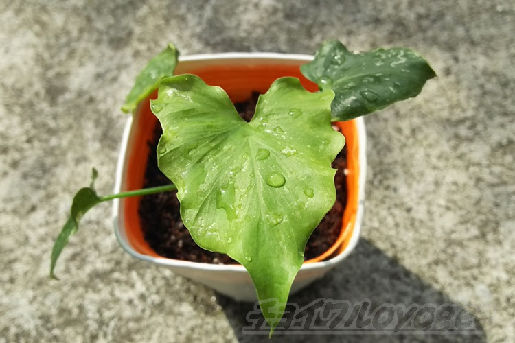 セロームの植え替え いつまでたっても根がしっかりと張ってくれなくて 株がぐらつきます 原因は硬くてポロポロした土です この鉢は今年に入り 再々植え替え です