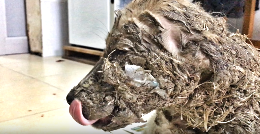 犬をのりで固めて動けなくした子供達 1匹の命を危機にさらしたその行為の意図に絶句