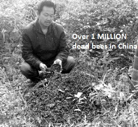 Dead Bees in China