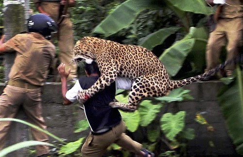 30-leopard_154356
