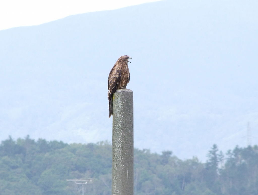 トビ トンビ 動物図鑑 動物写真のホームページ
