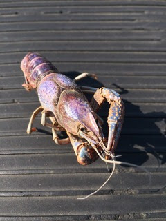 青いザリガニは栄養不足 熱血 幸運児