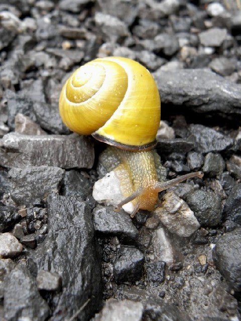 Escargotカタツムリの種 軟体動物門 カタツムリ科