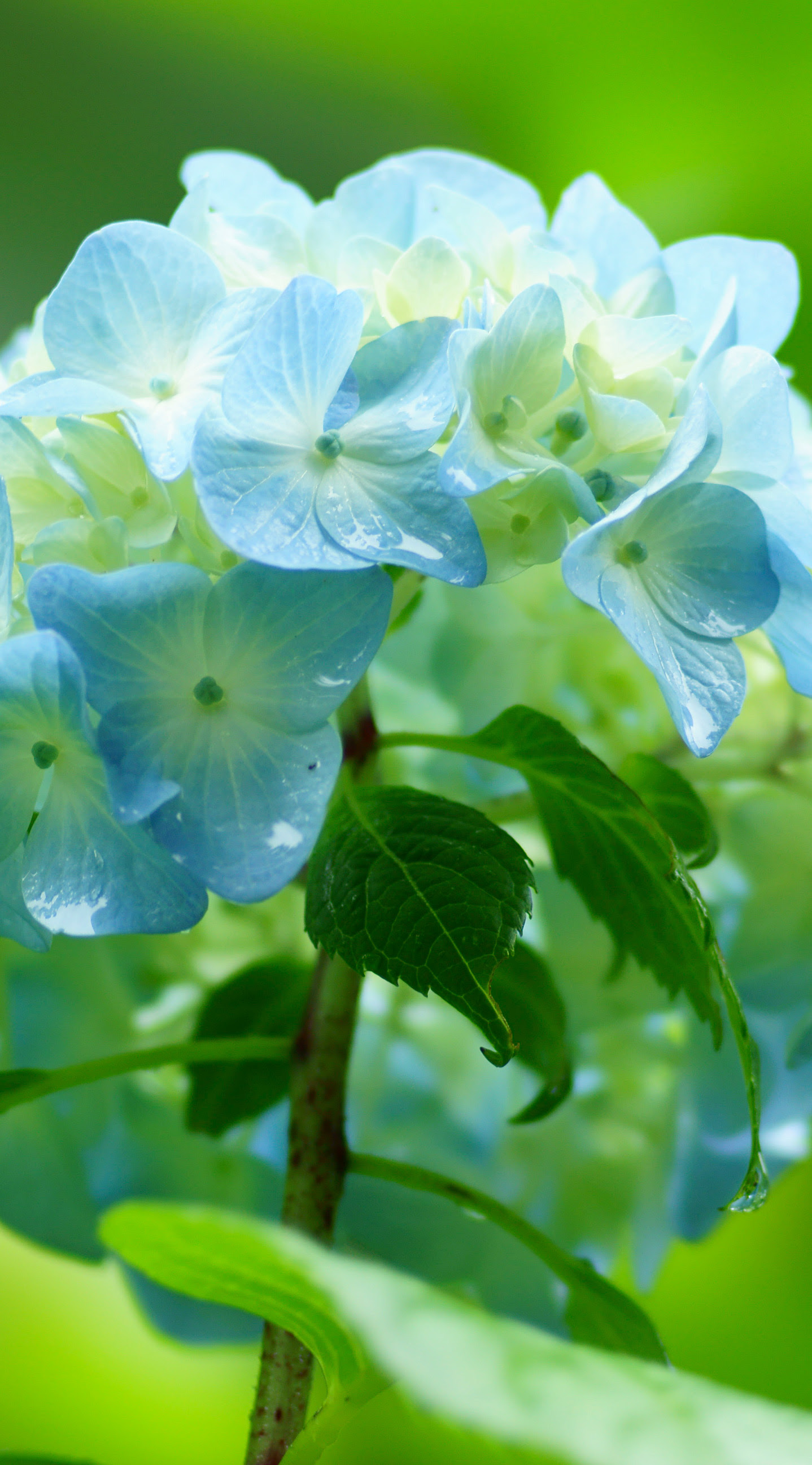 アジサイ 紫陽花 Iphone壁紙タウン