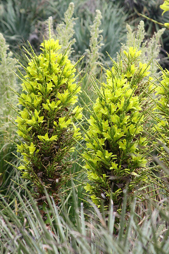huntington puya chilensis