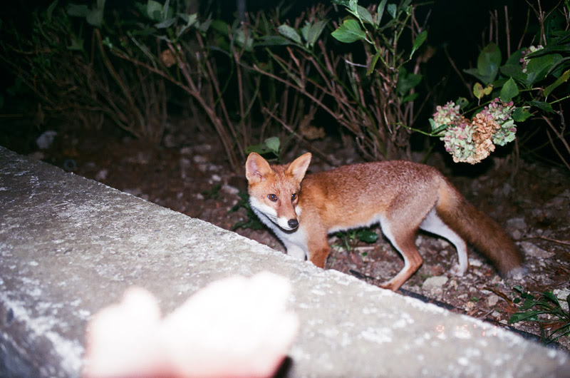 TheFox (15 of 21)