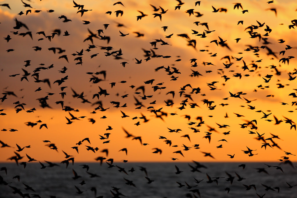 Starlings