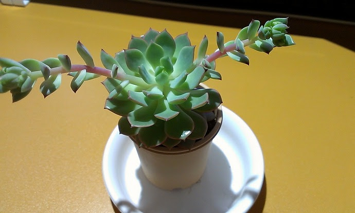 デレンオリバー エケベリア 花芽をカット 多肉植物に魅了されて