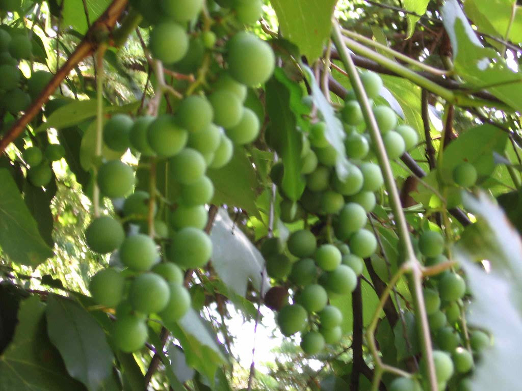 Photo of nice grapes