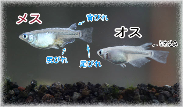 奈良大和の四季 我が家のメダカくんたち