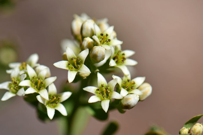 Comandra Umbellata Bastard Toadflax Southwest Desert Flora
