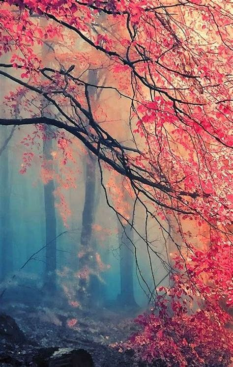 misty japanese maple good  phone background