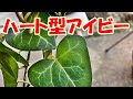 [最も欲しかった] ハート ��イビー 227829-アイビー ト��アリー ハート