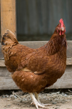 Raising chickens in your backyard is an exciting and profitable hobby 