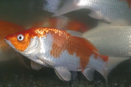 コイパーク流 錦鯉飼育の病気治療法 錦鯉飼育サイト コイパーク Koipark