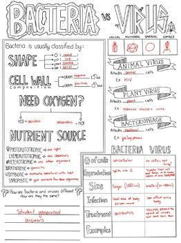 bacteria  virus biology sketch notes school stuff
