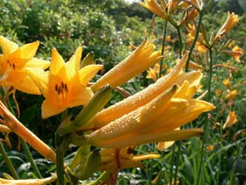 山野の花シリーズ31 ニッコウキスゲ あきた森づくり活動サポートセンター