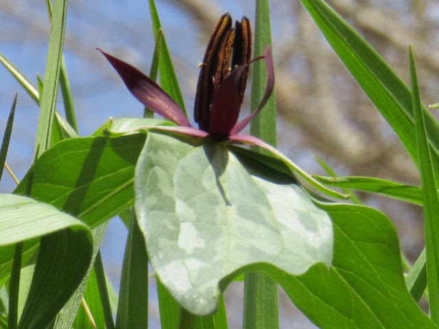 twisted trillium