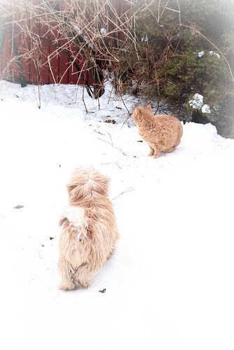march 3, 2011 - malte & prunella