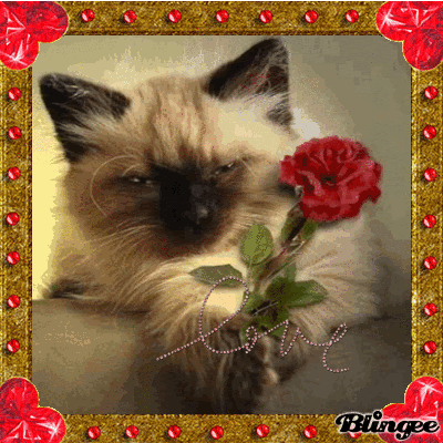 Liebesbotschaft Bild 130396178 Blingee Com