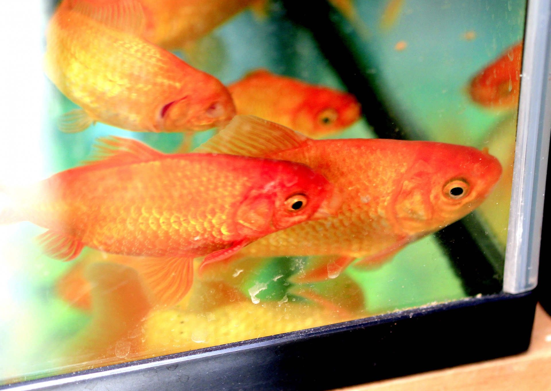 金魚すくいの金魚の種類って何 僕たちの金魚