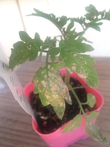 葉が枯れてしまいました ﾉd ｸｽﾝ ミニトマト