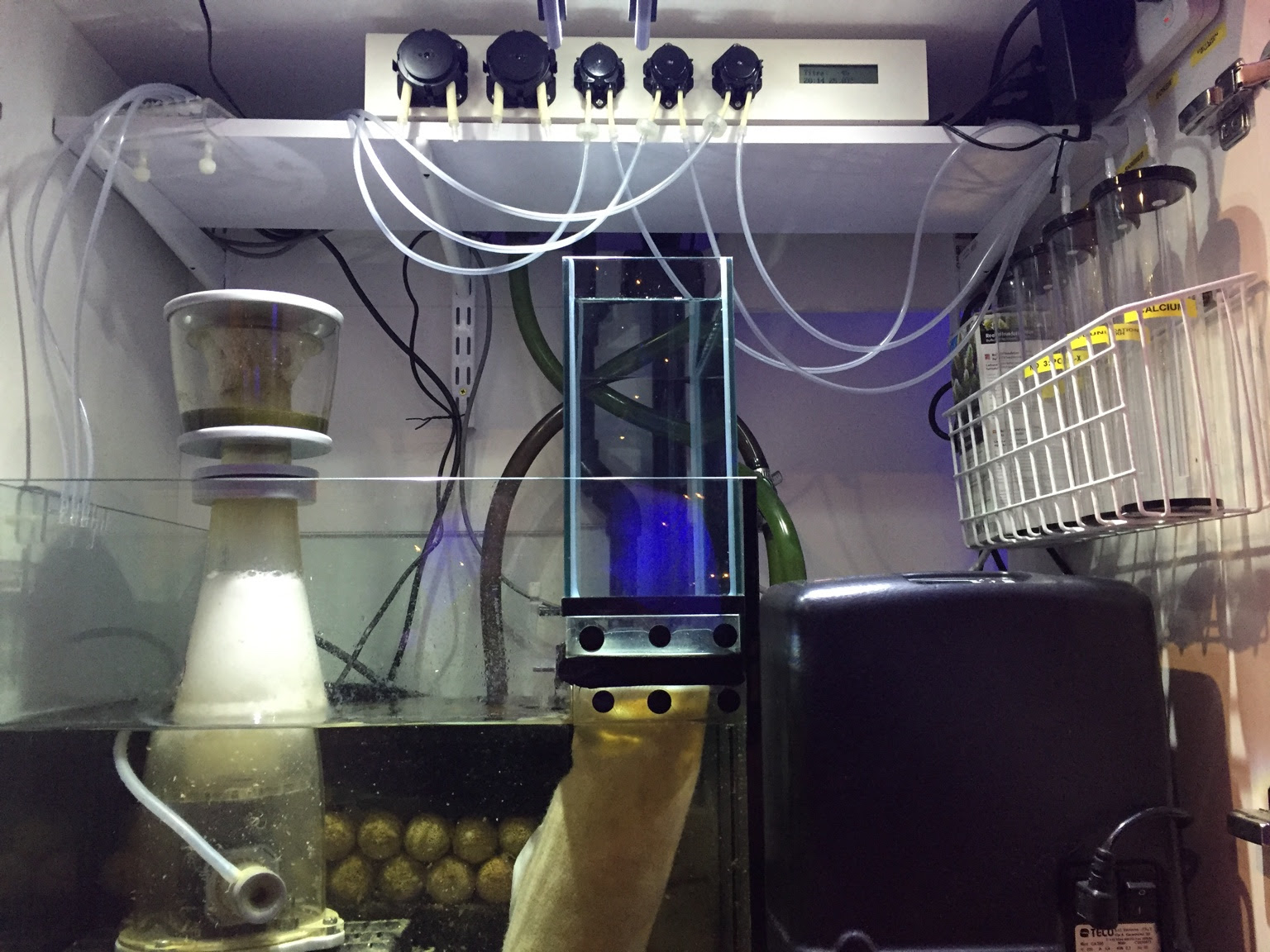 13 Marine Fish Tank Ideas Marine Fish Tanks Fish Tank Marine Fish