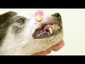 犬 歯石 取り方 自宅 107156-犬 歯石 取り方 自宅