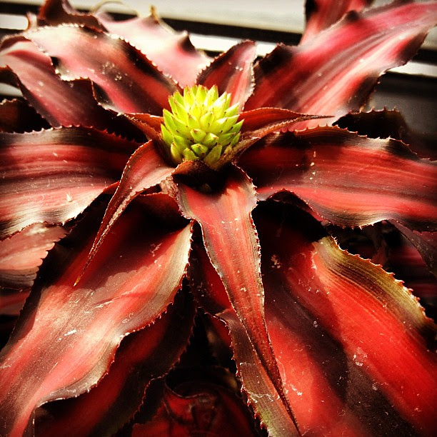 The plant in my office has a bud! Can't wait to see what pops up!